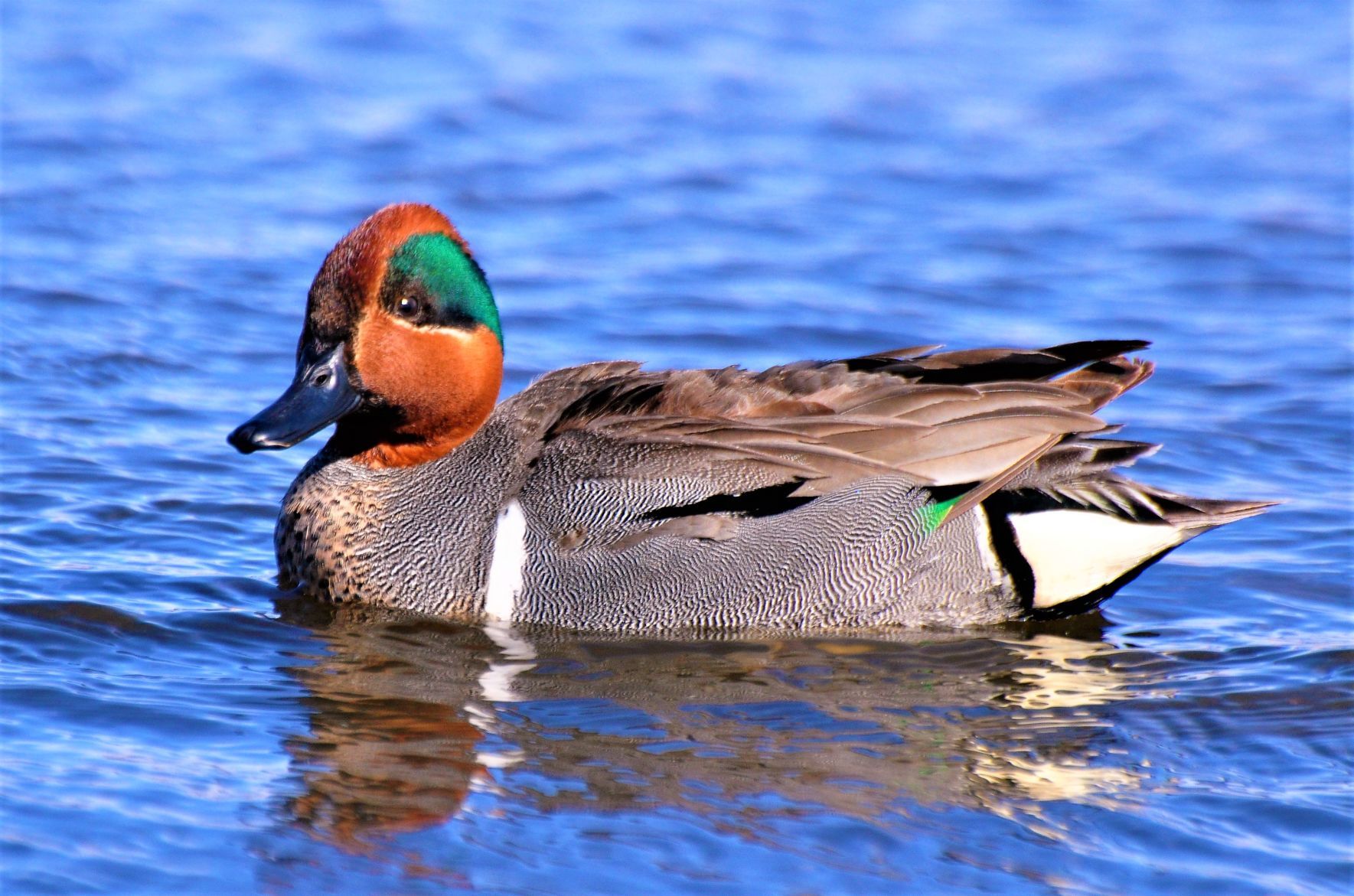 Green-winged teal drake